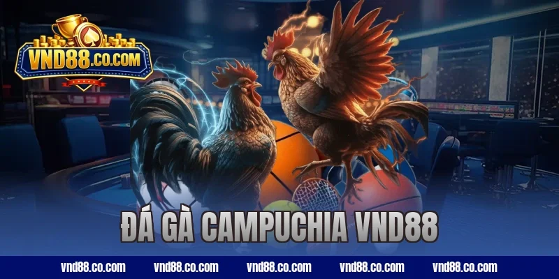 Cách Soi Kèo Đá Gà Campuchia VND88 Chuẩn, Tăng Tỷ Lệ Thắng