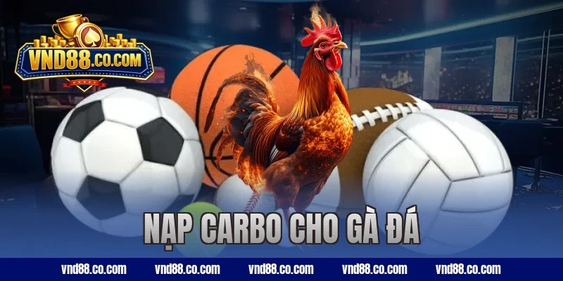 Hướng Dẫn Nạp Carbo Cho Gà Đá Chuẩn Trước Khi Thi Đấu