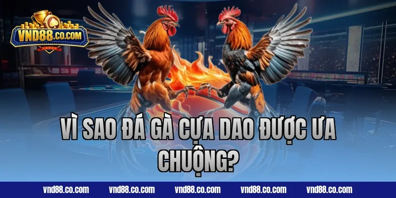 Vì sao đá gà cựa dao được ưa chuộng?